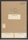 Diatomeae indet. (de-Toni-Nr.: Species 1261 ?) Zeichnungen Sammlung Grunow Nr. 3802 (NHMW-BOT-W0371480)